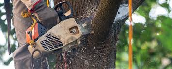 Tree and Shrub Care in West Sacramento, CA